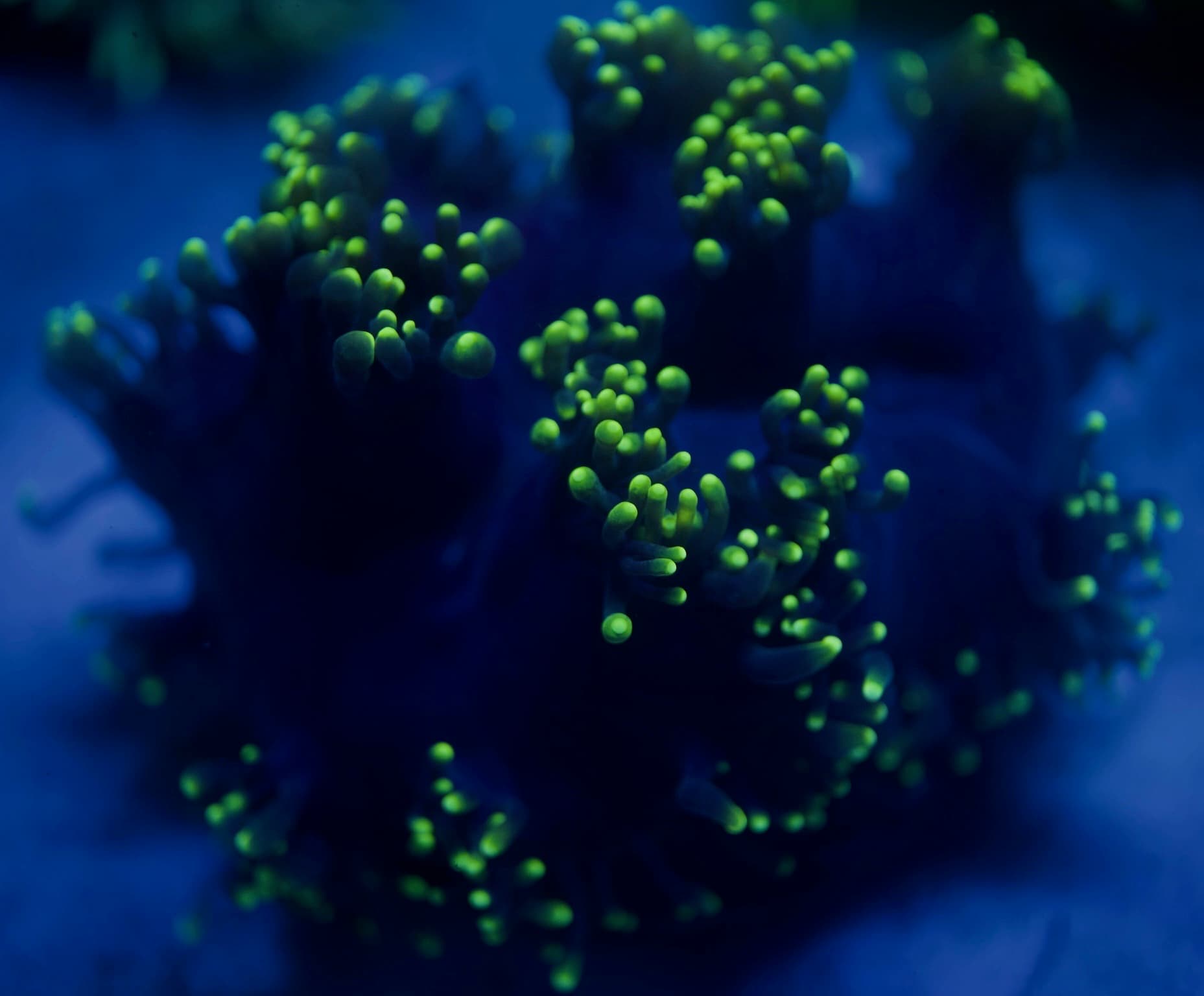 Coral 1