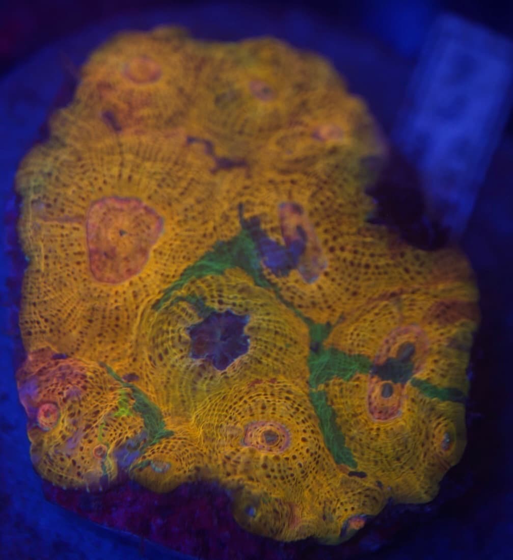 Coral 12