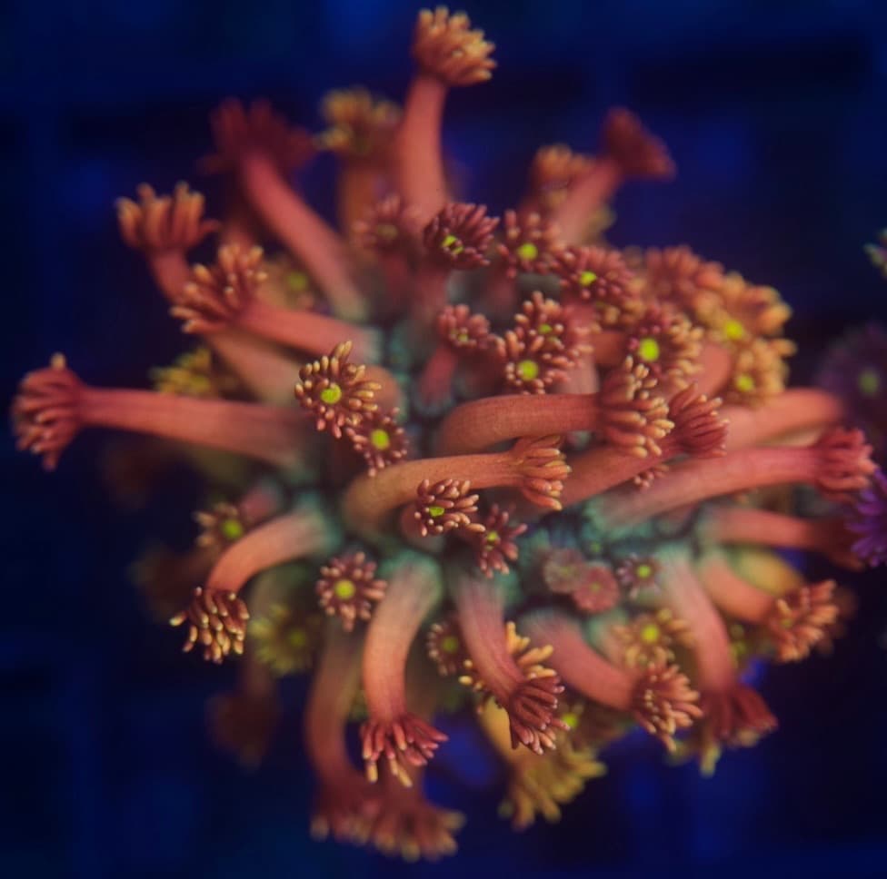 Coral 13