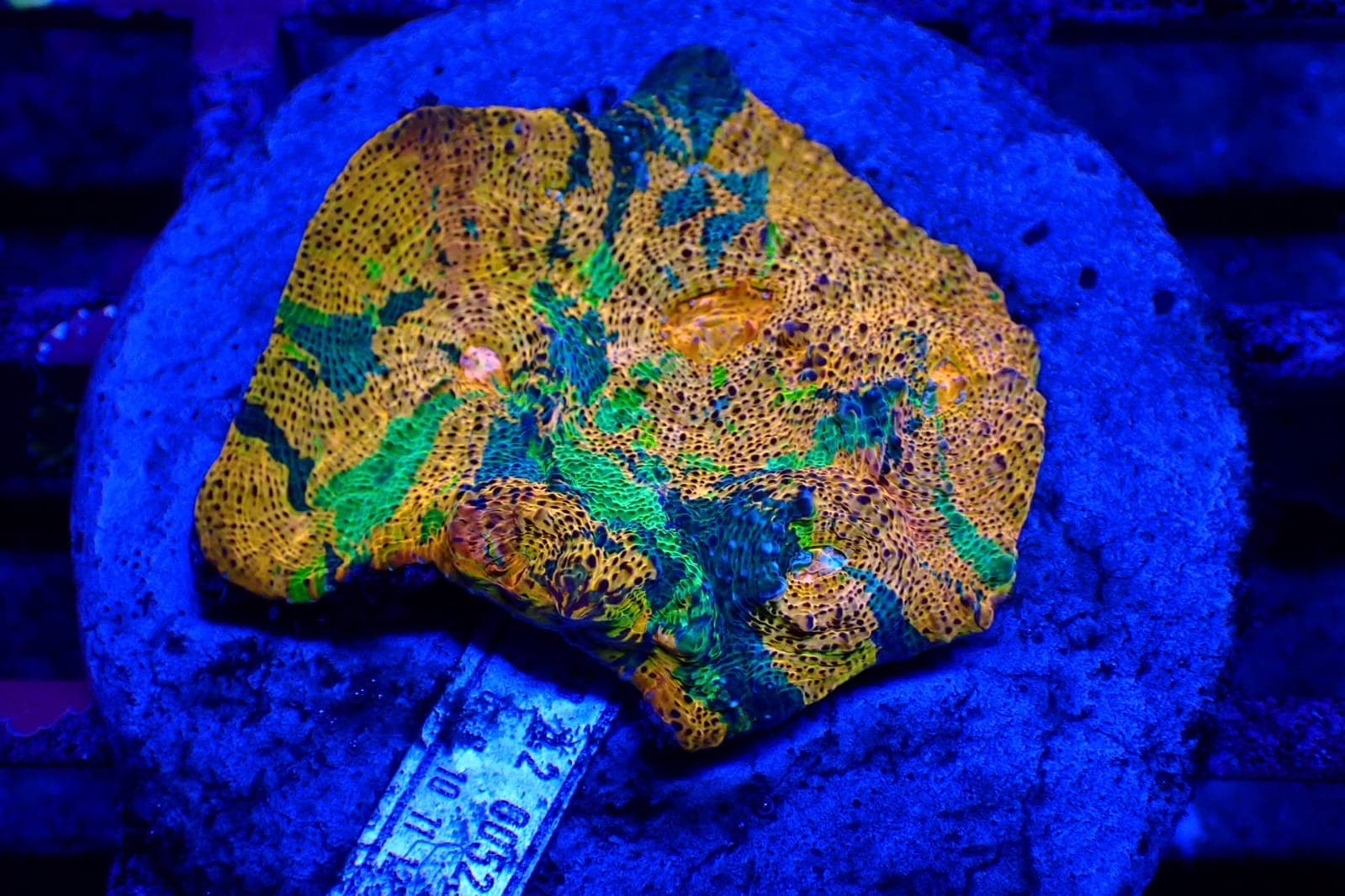 Coral 15