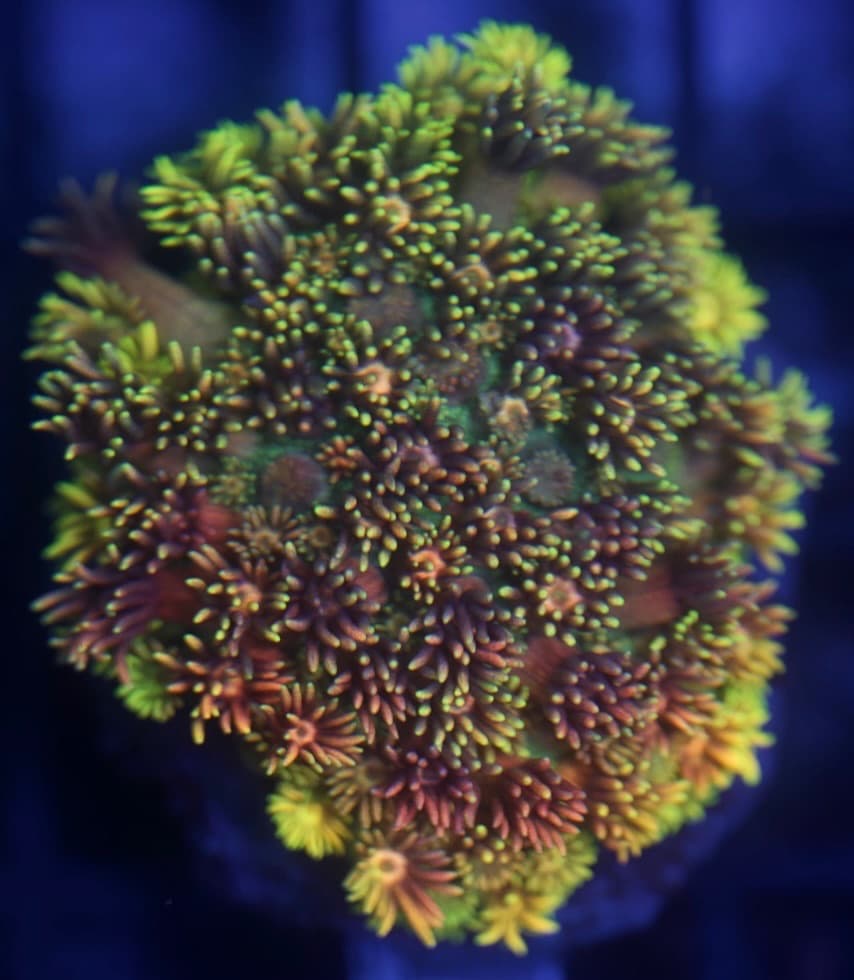 Coral 17