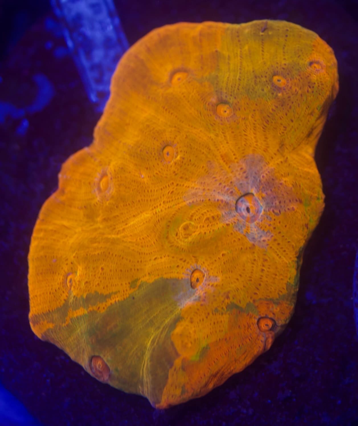 Coral 19
