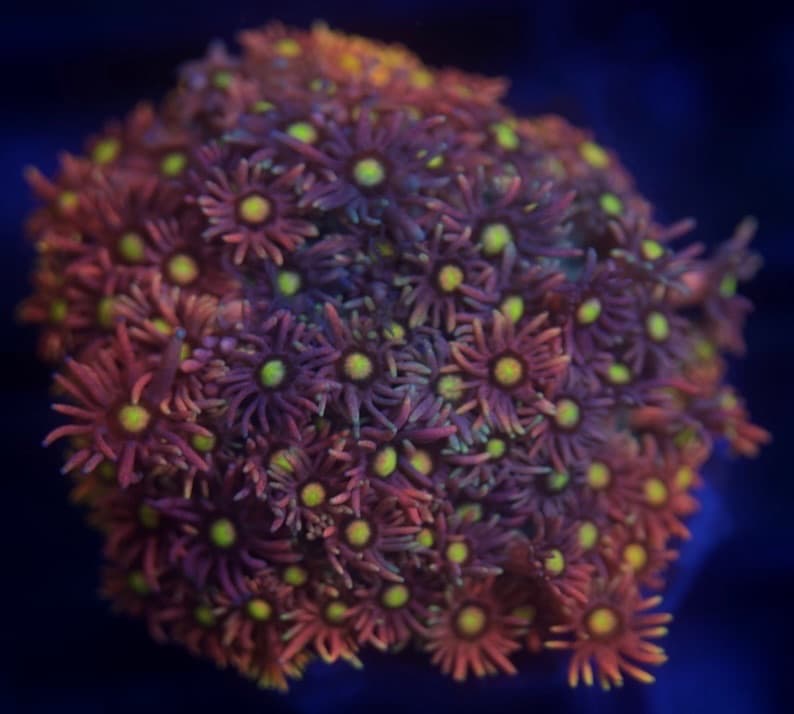 Coral 2