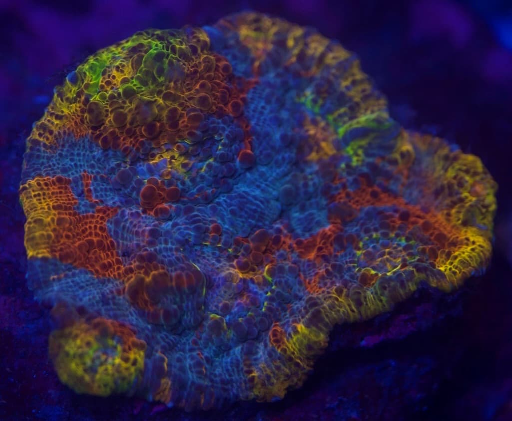 Coral 20