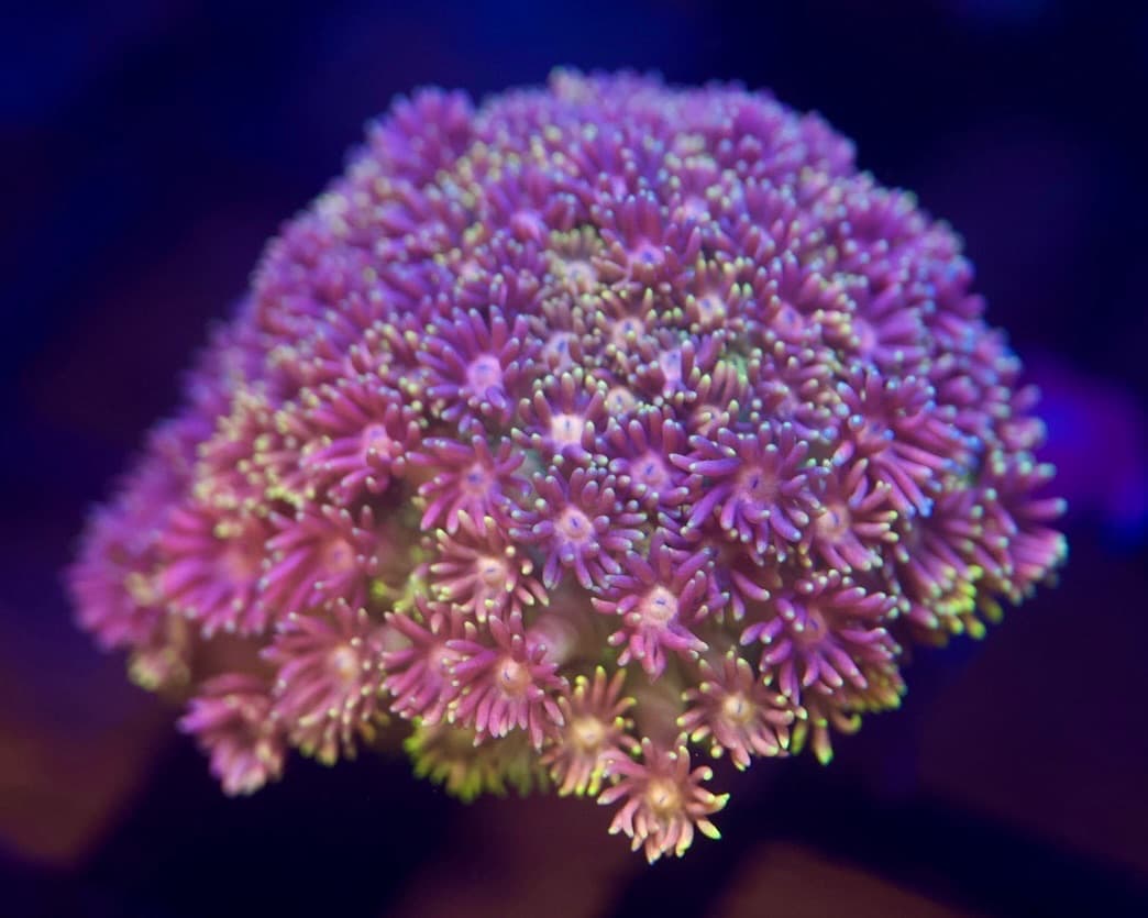 Coral 23