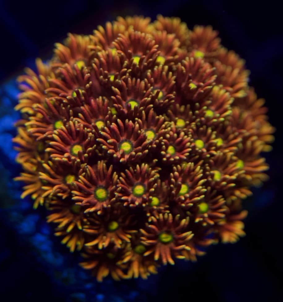 Coral 25
