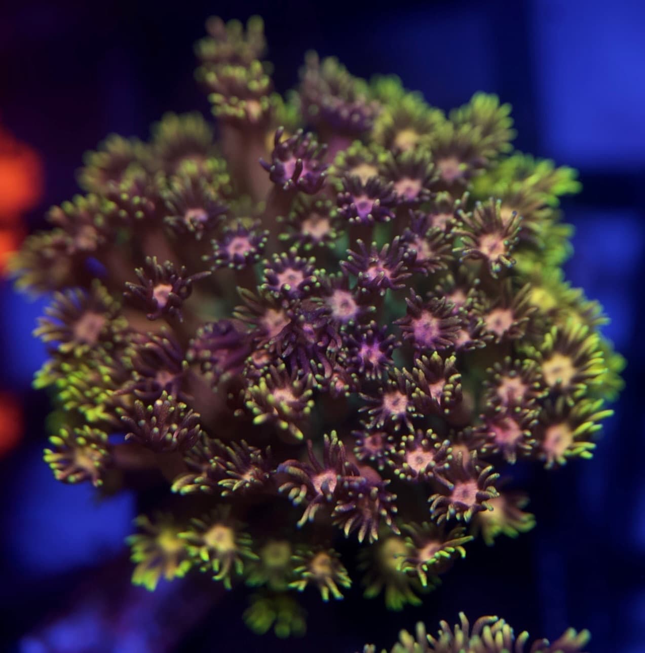 Coral 26
