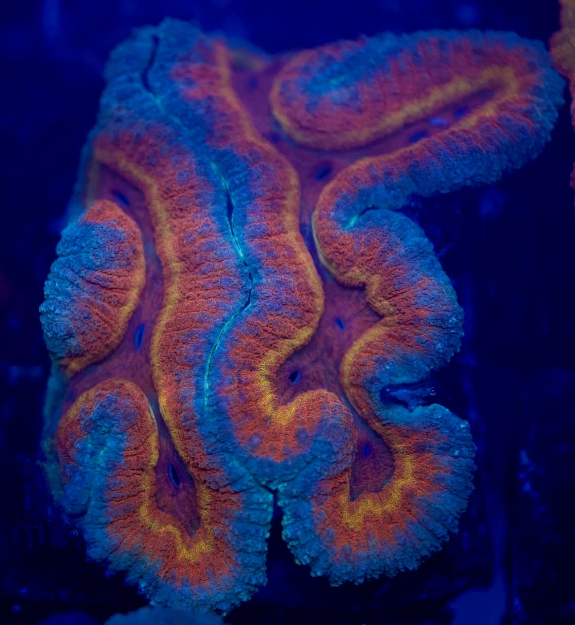 Coral 28