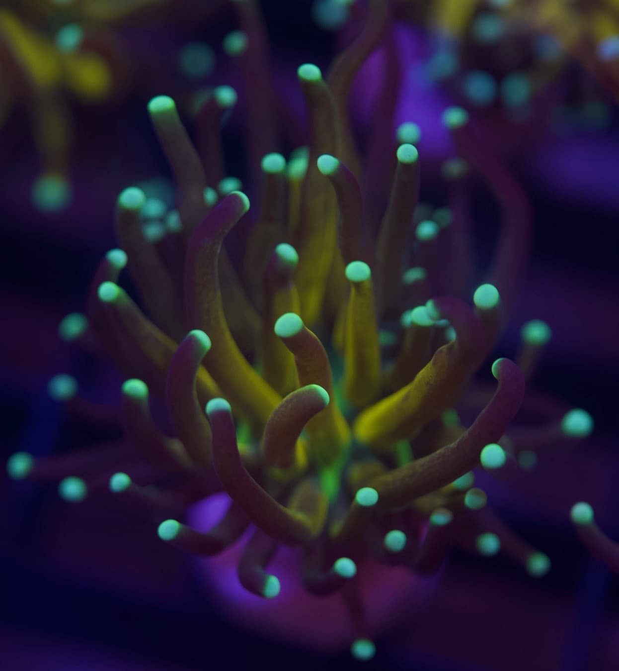Coral 3