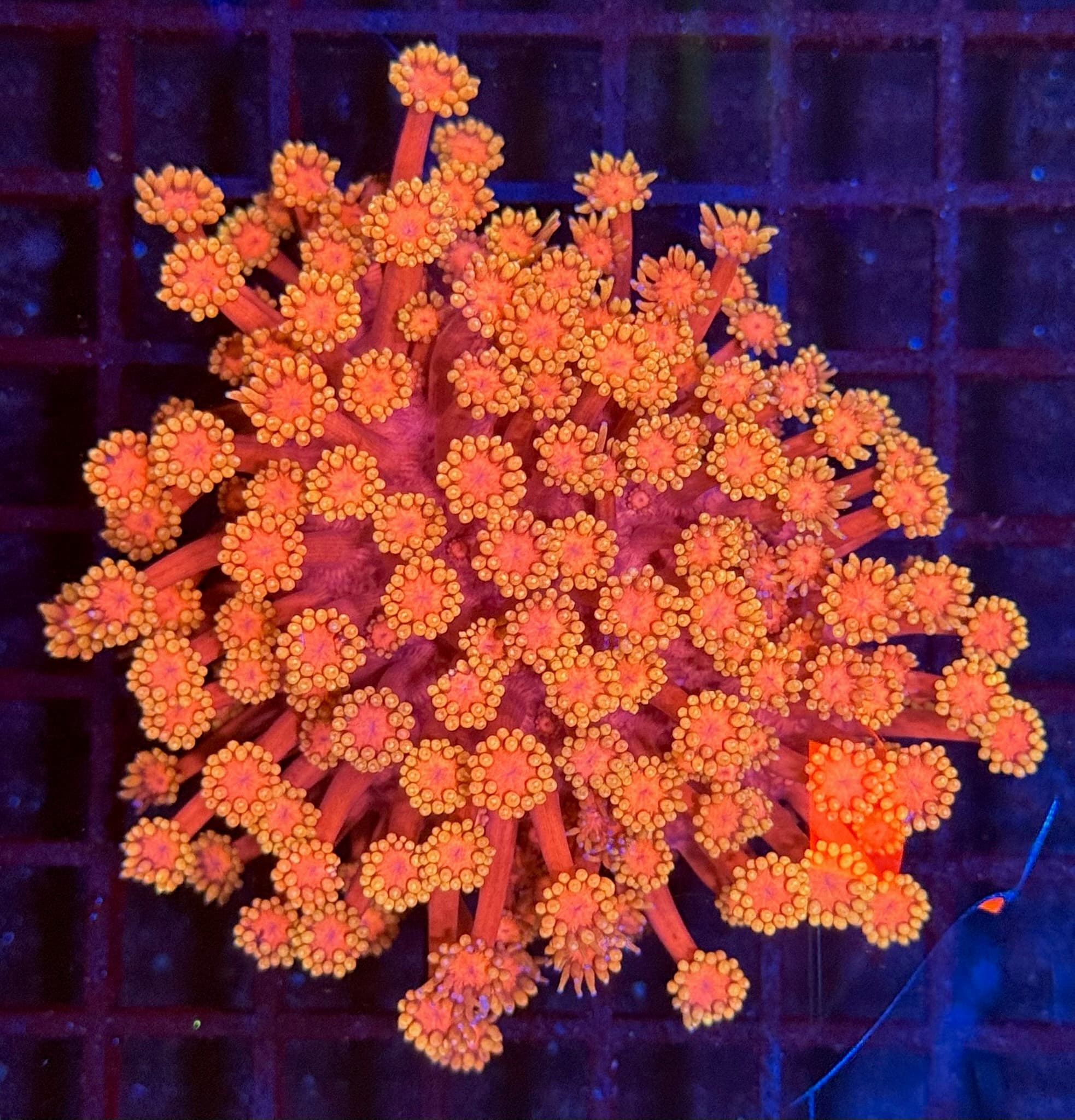 Coral 31