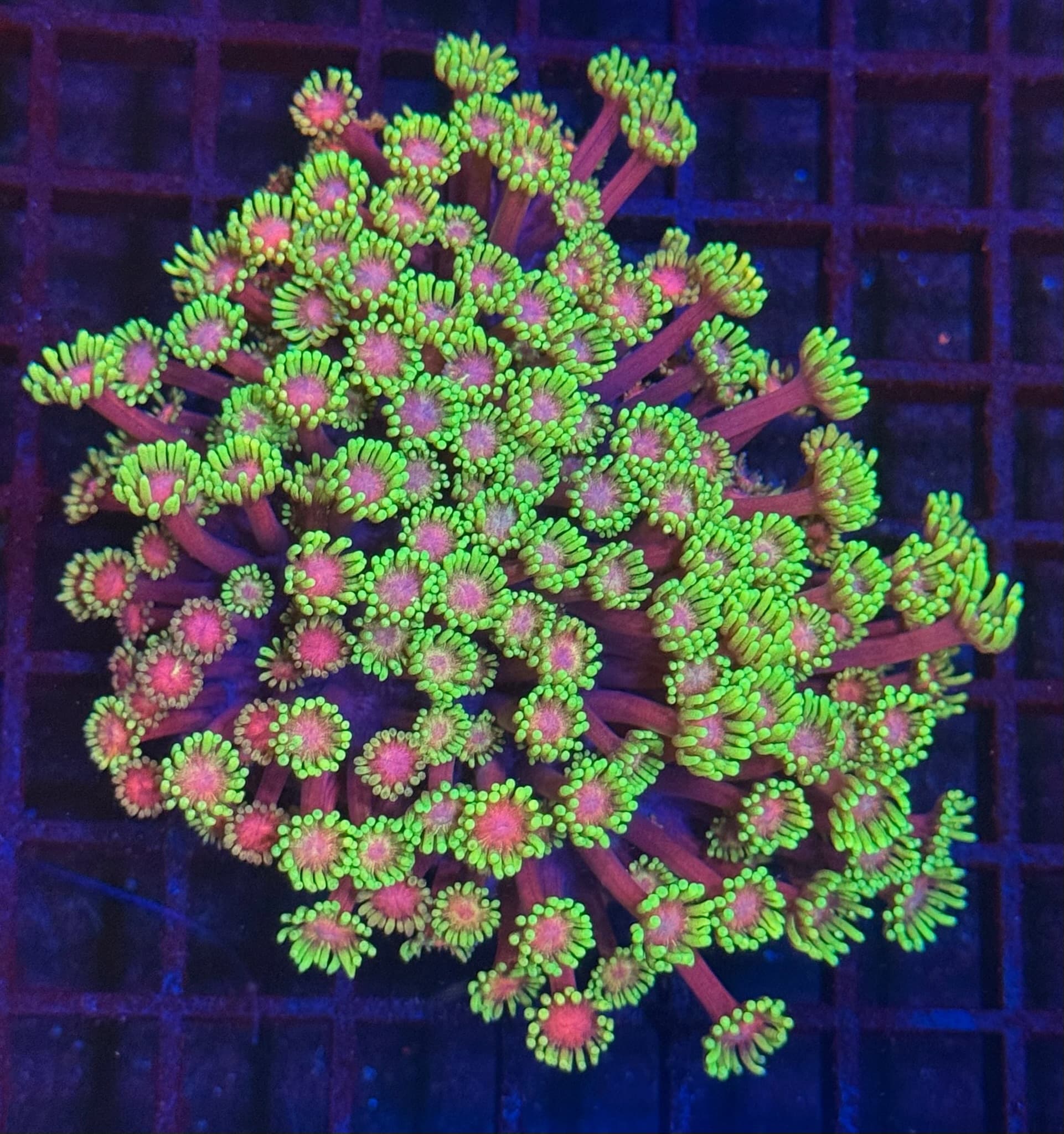 Coral 32