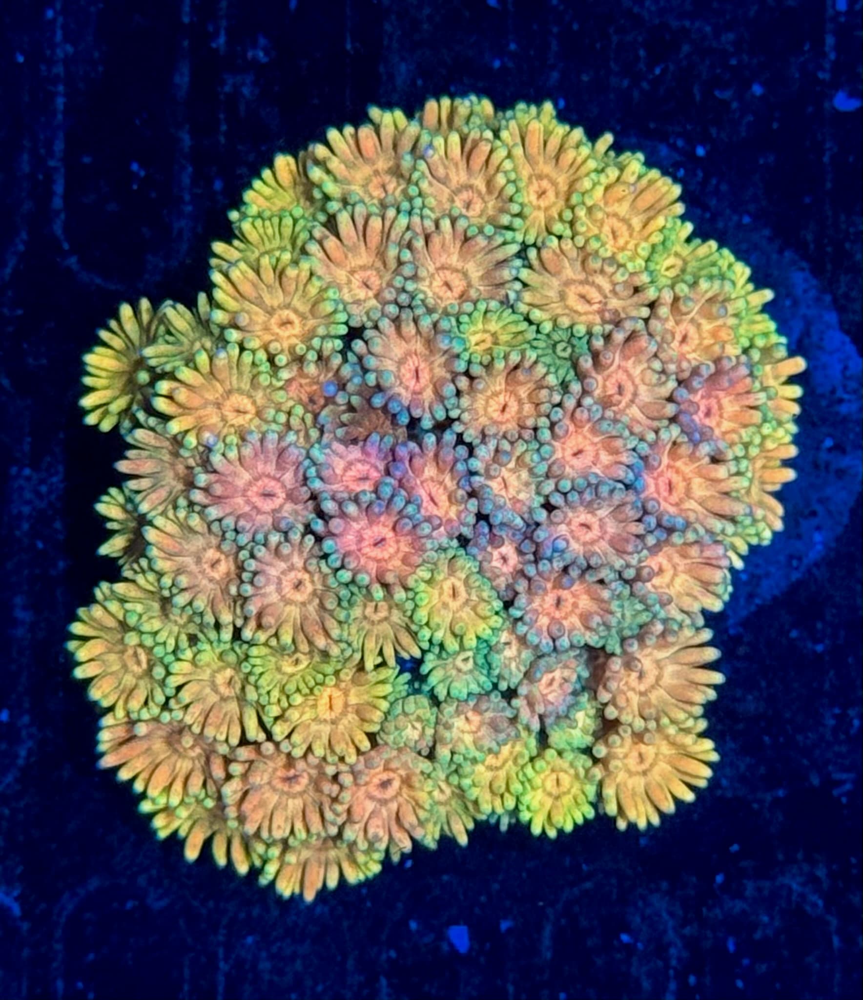 Coral 33