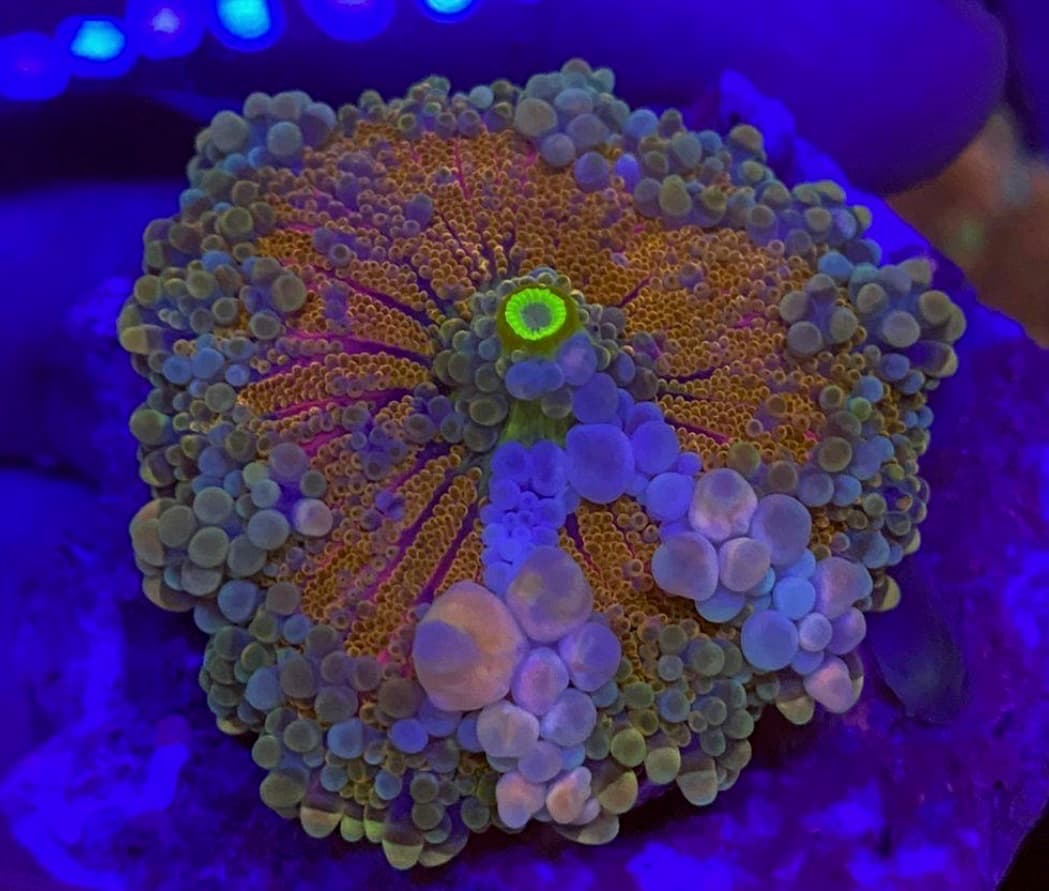 Coral 35