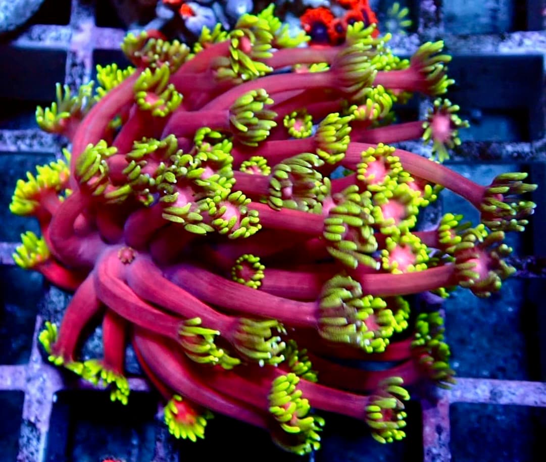 Coral 36