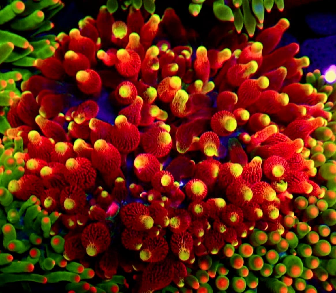 Coral 37