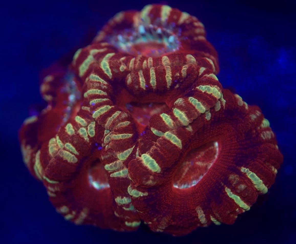 Coral 5