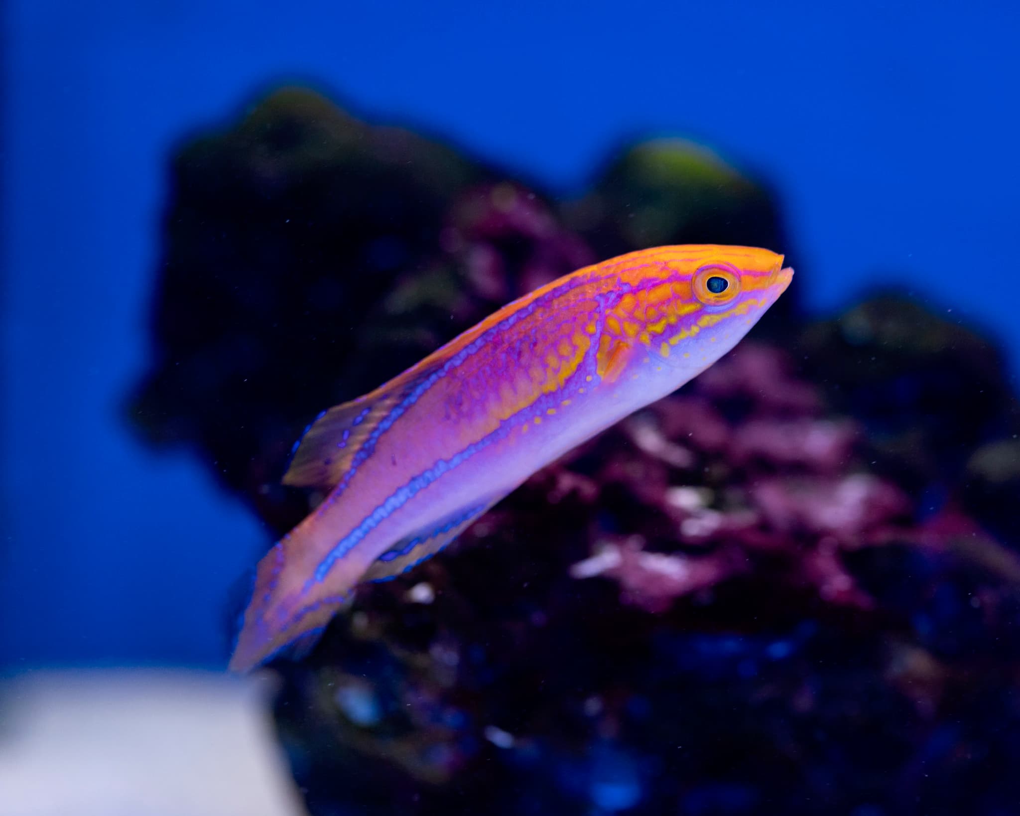 Fish 1