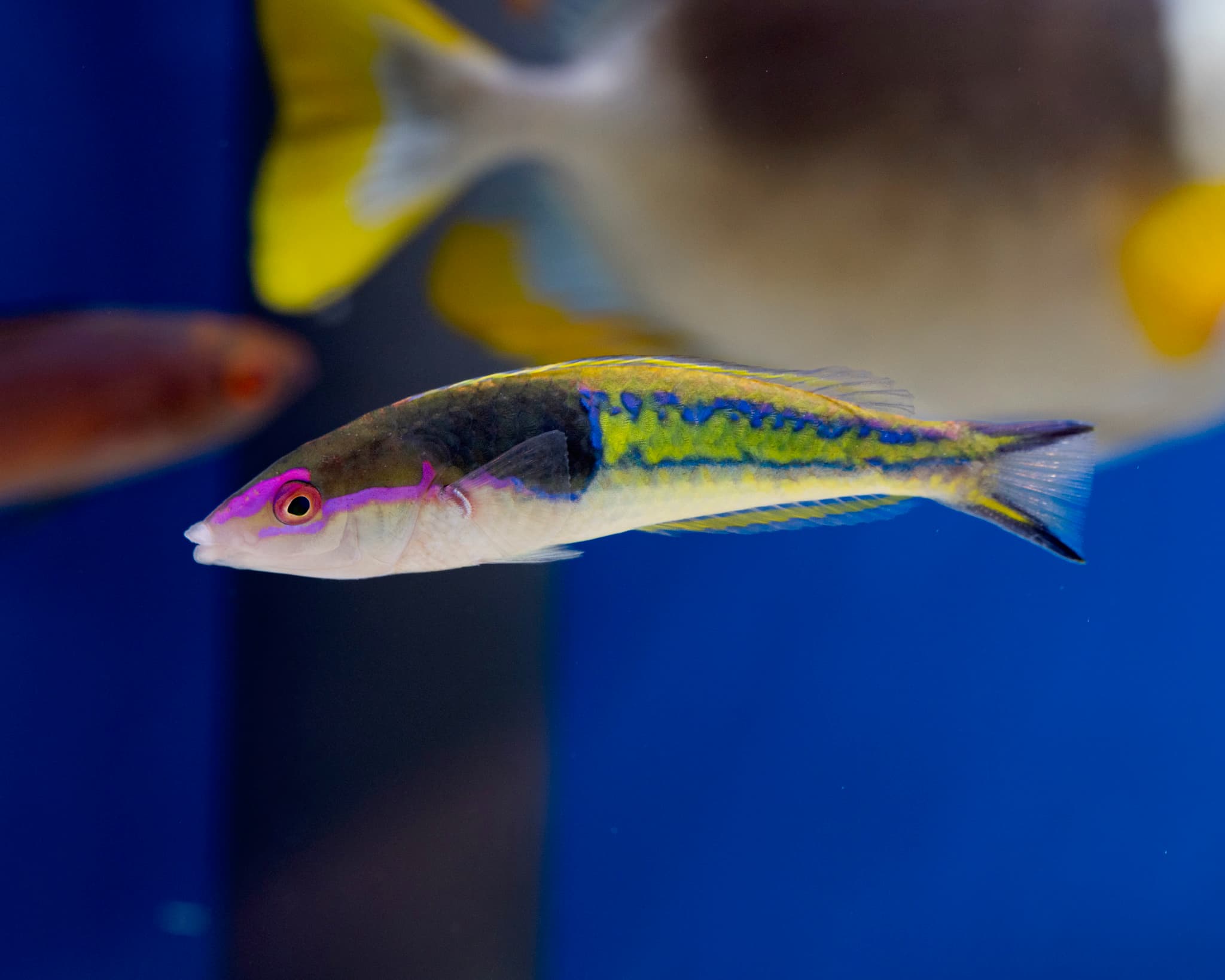 Fish 13