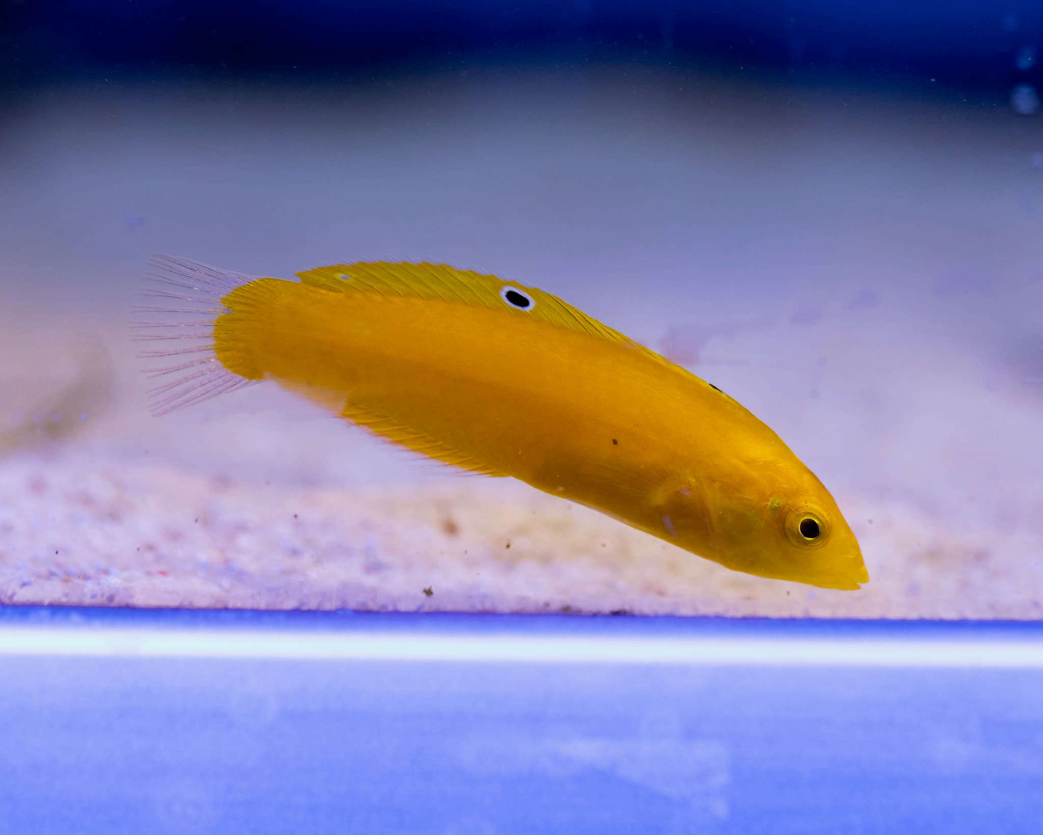 Fish 18