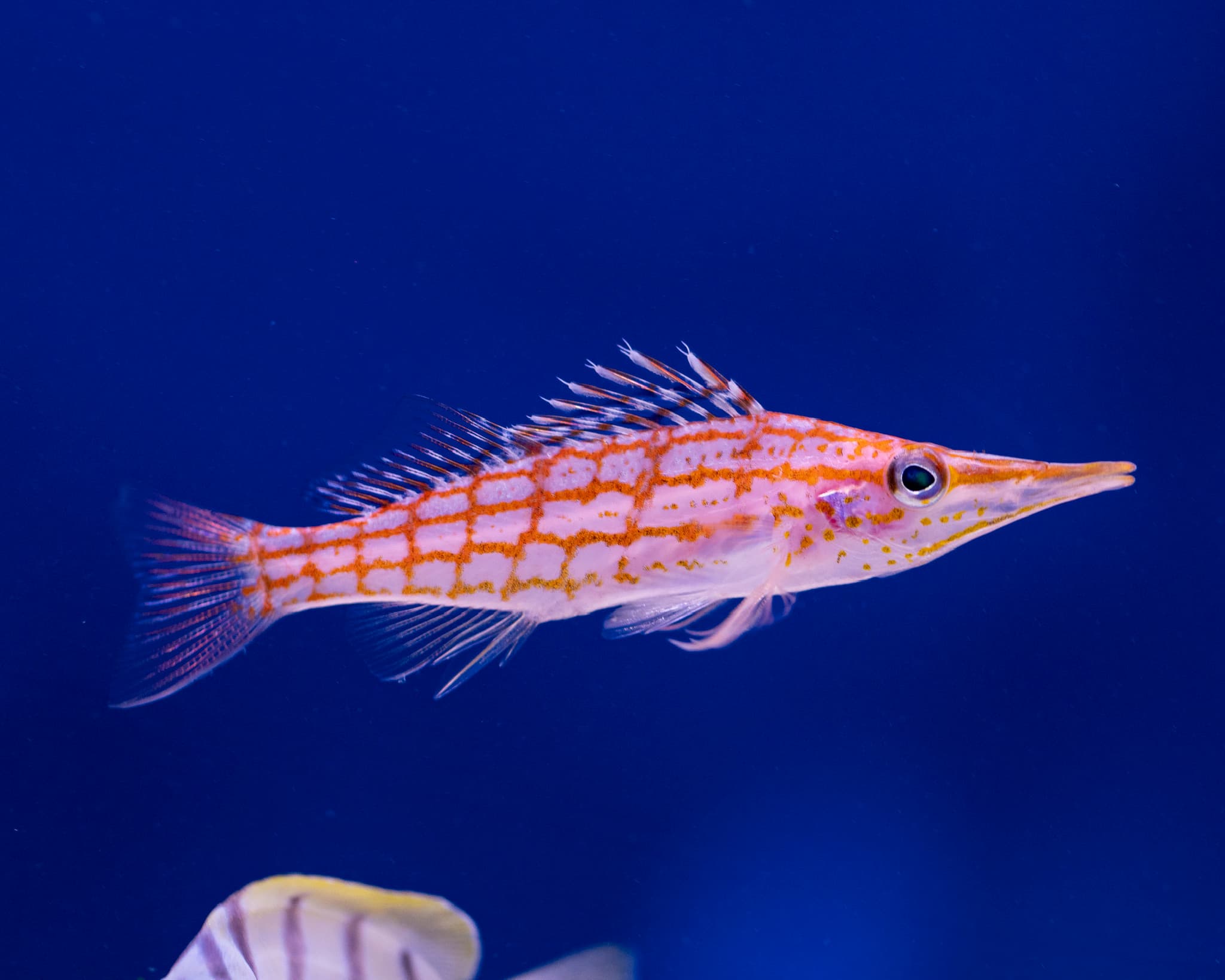 Fish 20