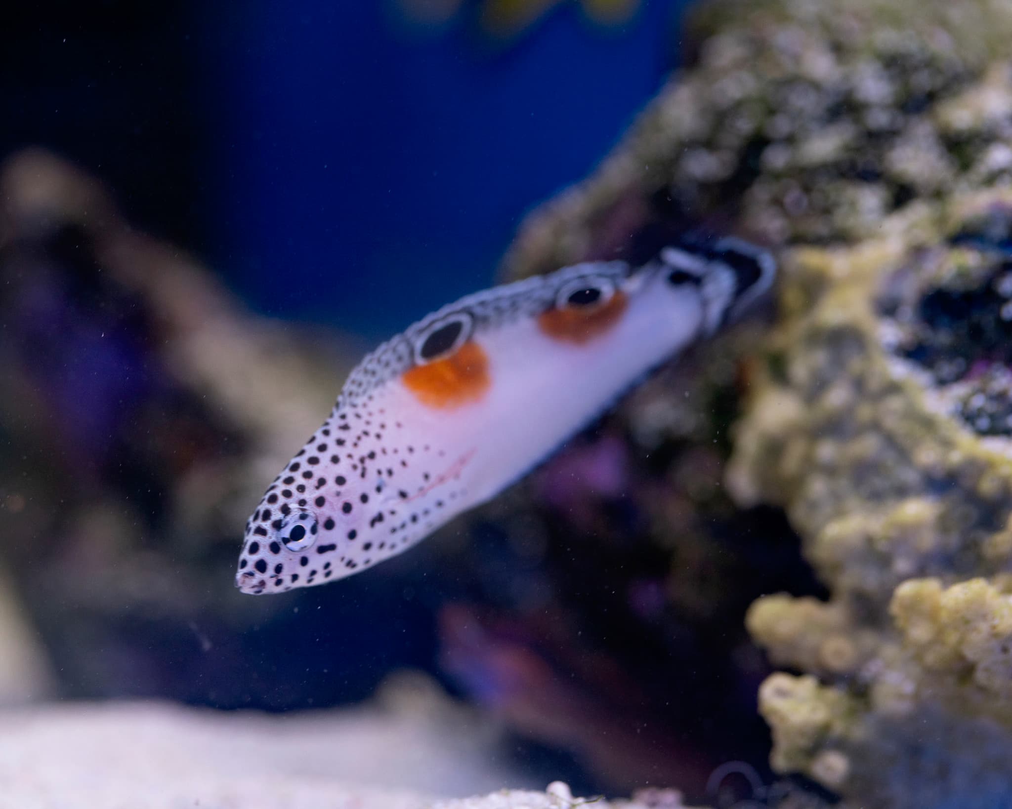 Fish 21