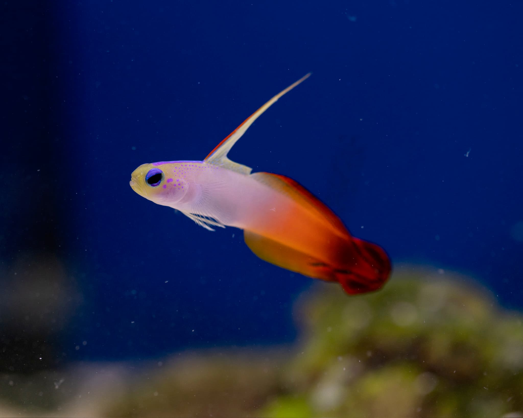Fish 5