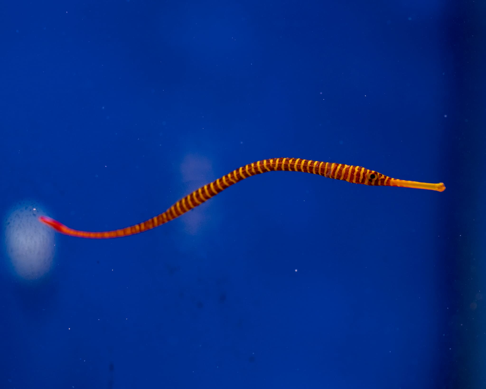 Fish 6