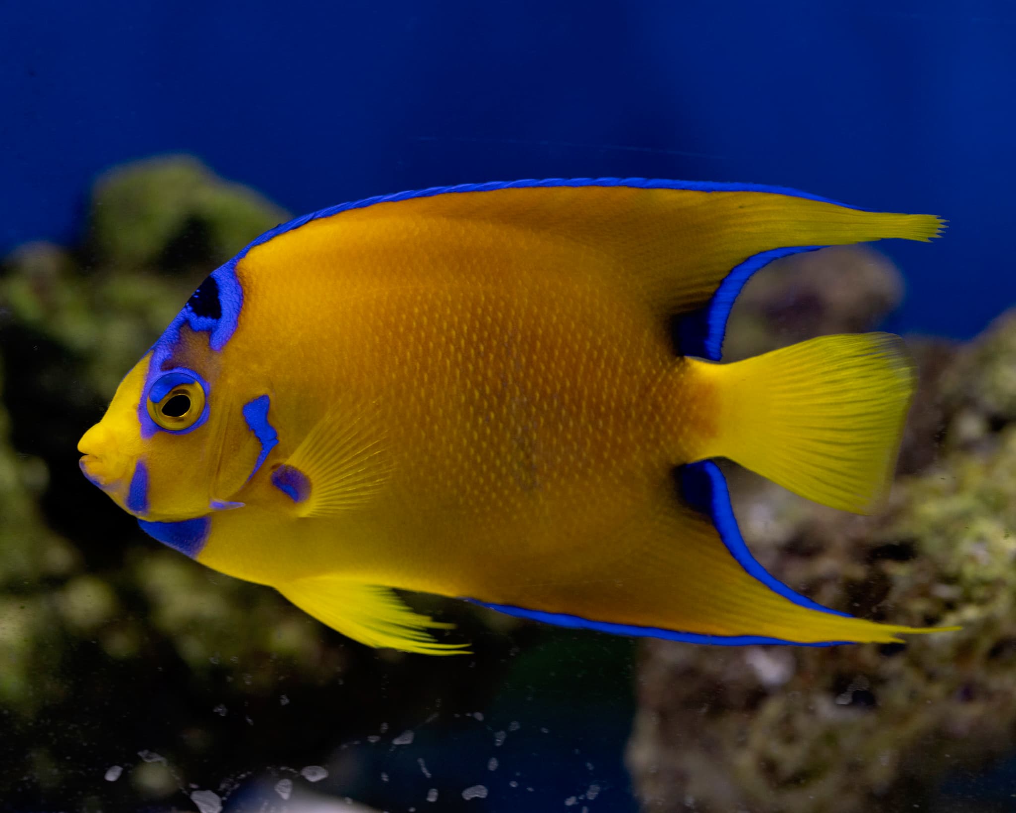 Fish 8